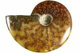 Polished Ammonite (Cleoniceras) Fossil - Madagascar #185297-1